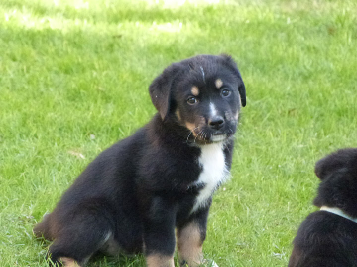 chinook dog